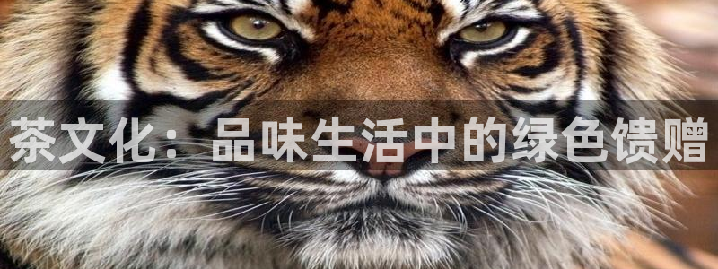 金年会体育下载app