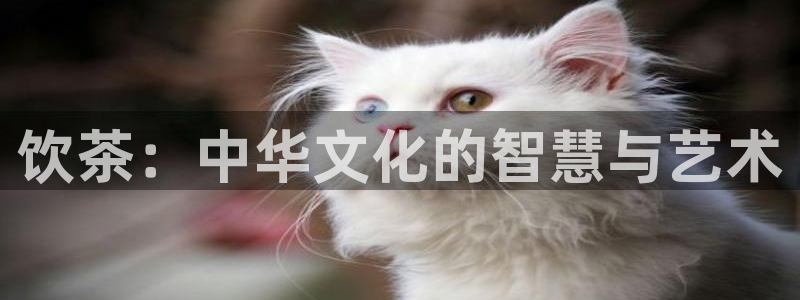 6766金年会