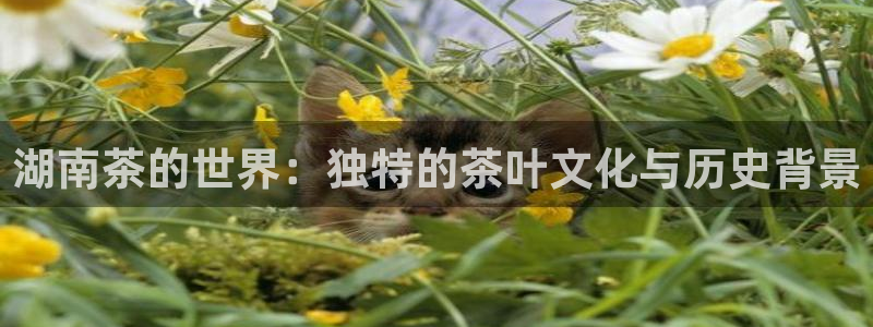 金年会jinnian