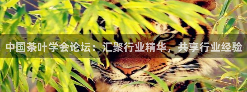 金辉城年会视频
