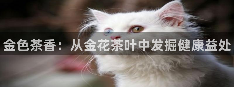 金年会娱乐下载