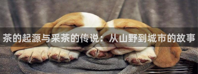 金年会金字招牌信誉至上