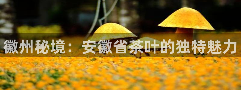 金年会安装