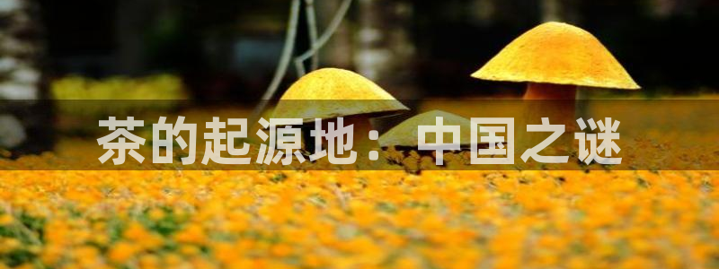 金年会娱乐官网